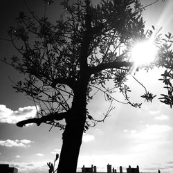 Low angle view of trees against sky