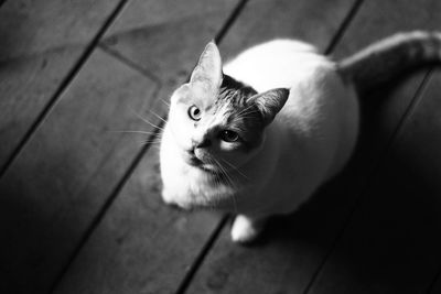 High angle portrait of cat sitting