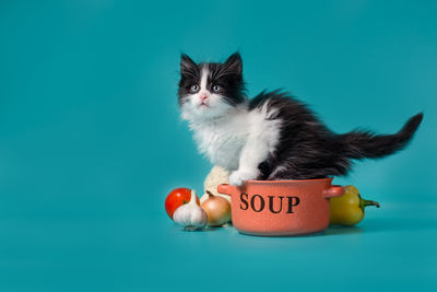 Cat looking away against blue background