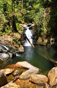 River amidst trees in forest