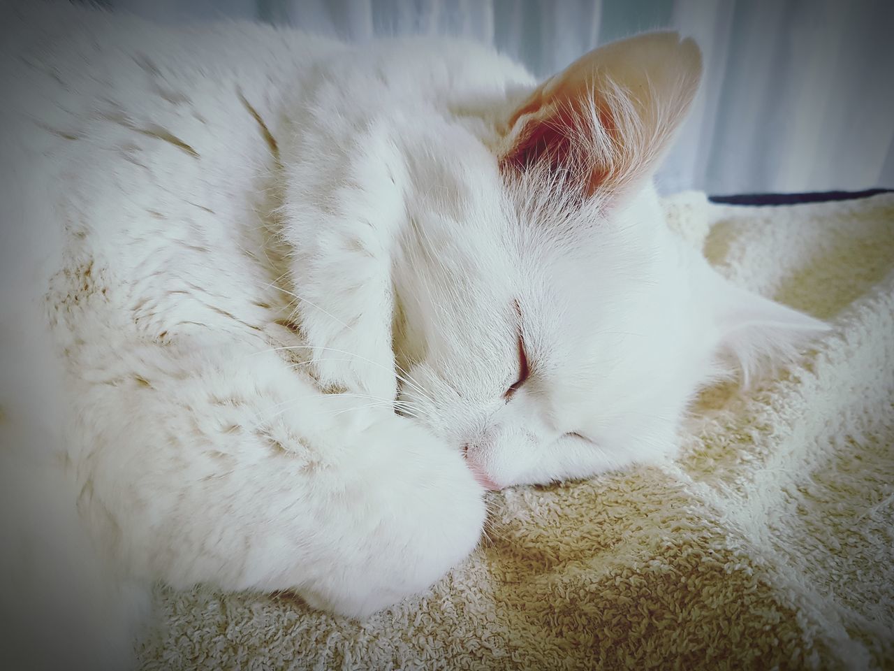 domestic cat, pets, animal themes, domestic animals, mammal, one animal, sleeping, feline, eyes closed, indoors, white color, lying down, relaxation, home interior, no people, close-up, bed, day, nature