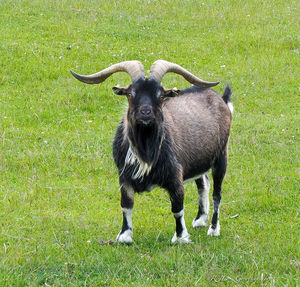 Horse standing on field