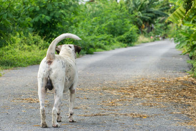 View of a dog on road