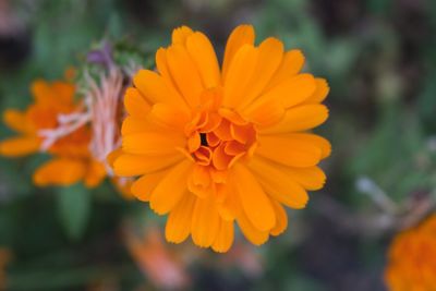 Close-up of fresh yellow flower