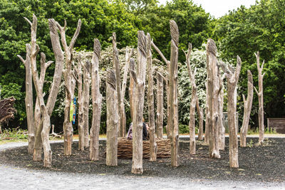 Trees in forest