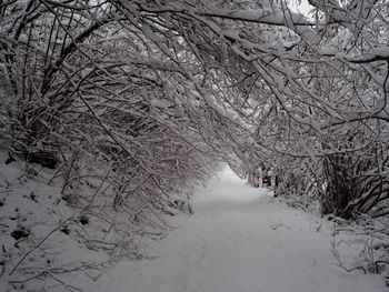 Bare trees on snow covered landscape
