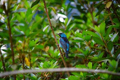 Bird perching on branch