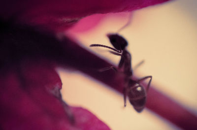 Shadow of woman on curtain
