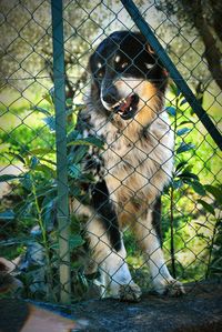 Portrait of dog by fence