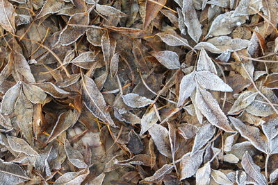 Full frame shot of dried autumn leaves