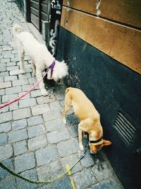 High angle view of dog on footpath