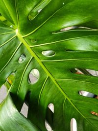 Full frame shot of wet leaves