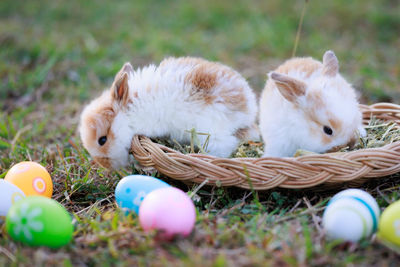 Rabbit on grassy field