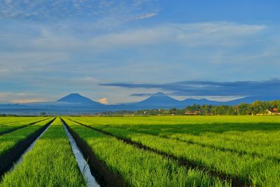 Rice fields with mountains in the background