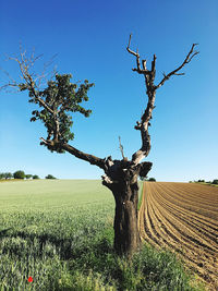 Bare tree on field against clear sky