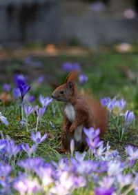 Close-up of squirrel