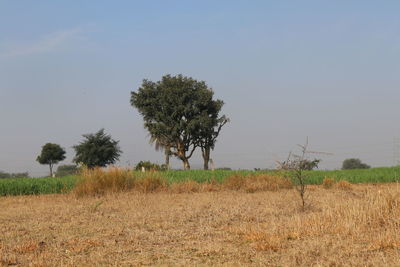 Tree on field against clear sky