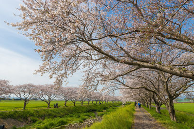 Cherry blossom trees along the river 
 kusaba river, chikuzen town, fukuoka prefecture