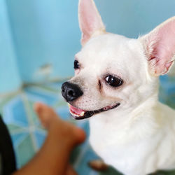 Close-up of a dog