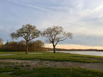 Trees on field against sky