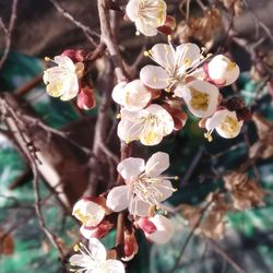 Close-up of cherry blossoms in spring