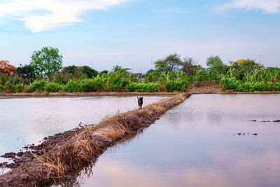 Photos of rice fields with reflections from the sky and dogs walking forward.