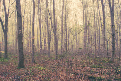 Trees in forest during autumn