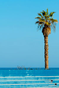 Palma in the location. tropical minimal.
