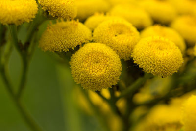 Close-up of yellow flowering plant