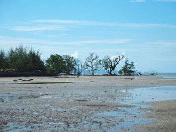 Trees at beach against blue sky