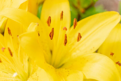 Close-up of yellow lily blooming outdoors