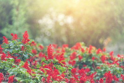 Close-up of red flowering plants