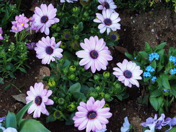 High angle view of purple flowering plants