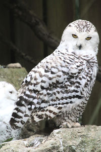 Close-up portrait of owl perching outdoors