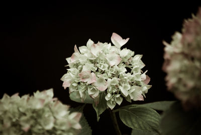 Close-up of white flowers blooming outdoors