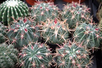 Close-up of prickly pear cactus