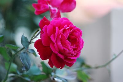 Close-up of pink rose