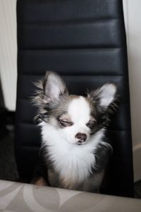 Chihuahua sleeping on chair