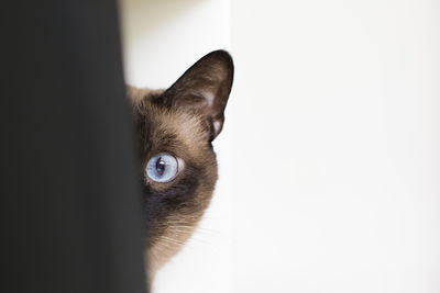 Close-up portrait of cat at home