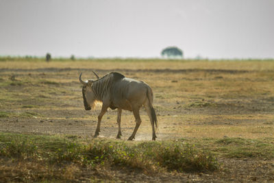 Side view of wildebeest on dusty trail 
