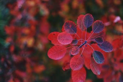 Close-up of red leaves on plant during autumn