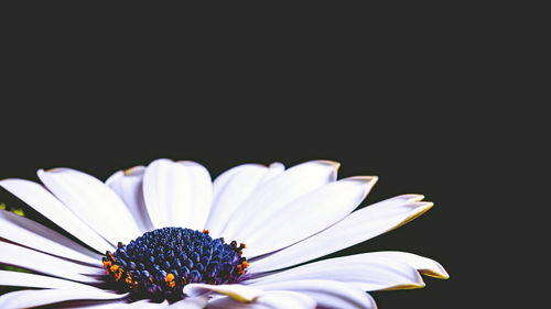 Close-up of white flower against black background