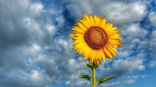 Low angle view of sunflower blooming against sky