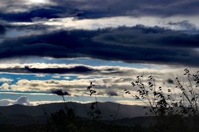 Silhouette of plants against cloudy sky