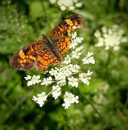 Close-up of butterfly pollinating on flower