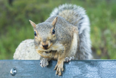 Portrait of squirrel eating outdoors