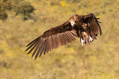 Bird flying over a field