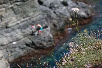 High angle view of flowering plants by rocks