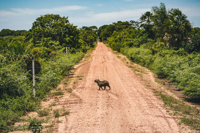 View of capybara on road