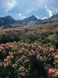 Scenic view of flowering plants and mountains against sky